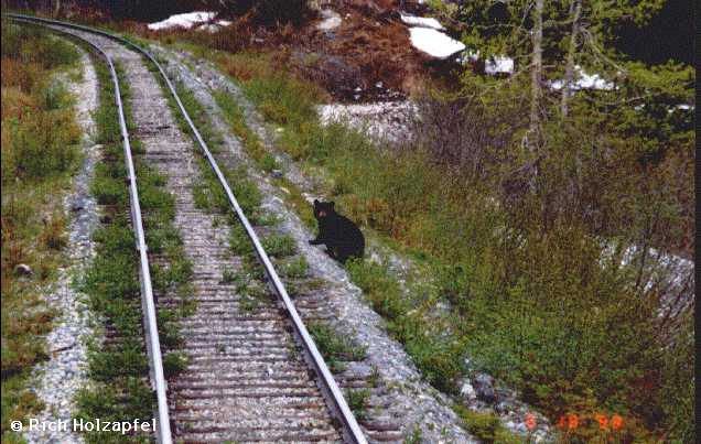 Bear along tracks